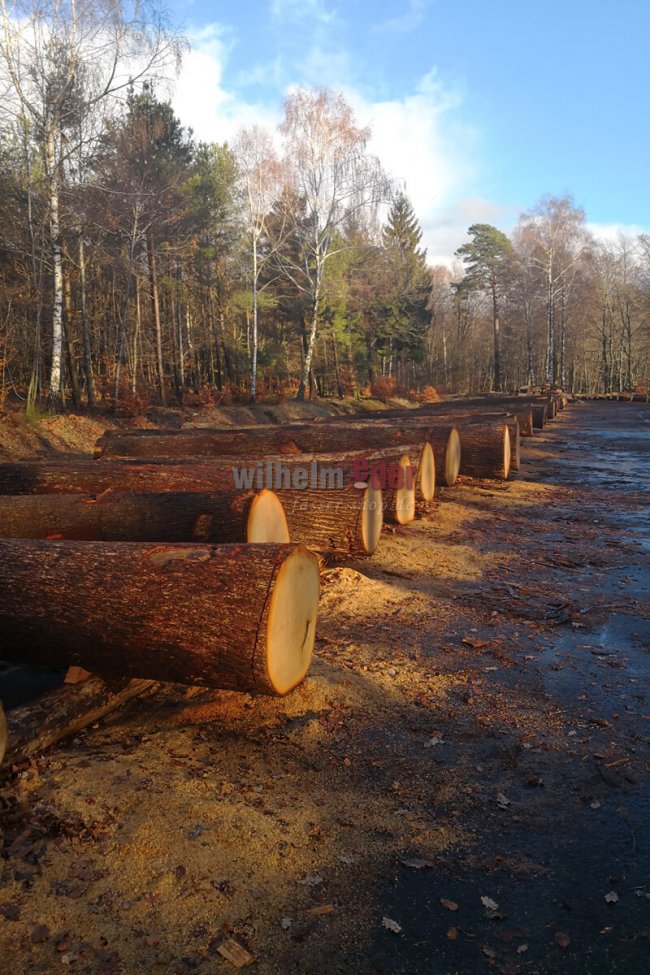 Holzsubmission 2 Holzsubmission 2