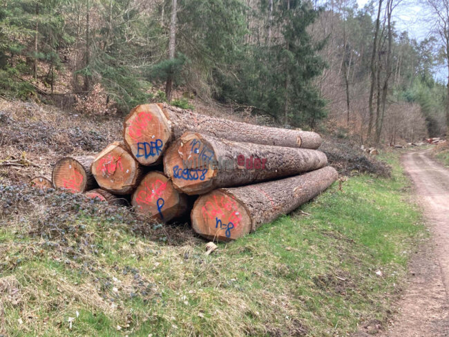 douglasie_blogbewitrag